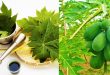 12 manfaat daun pepaya jepang