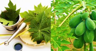 12 manfaat daun pepaya jepang