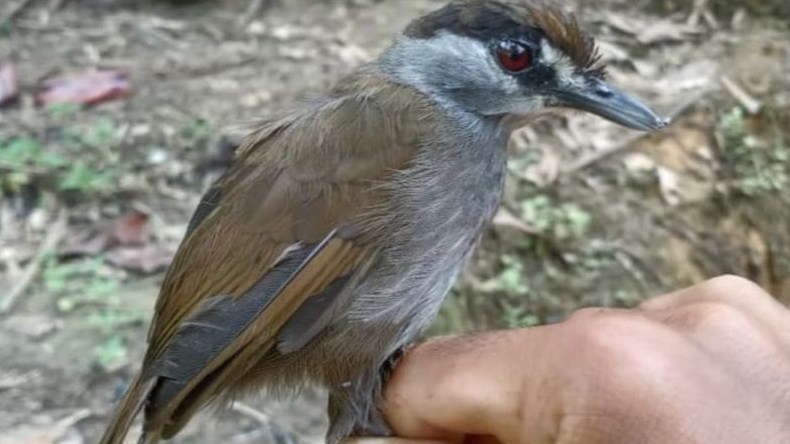 Foto pertama burung Pelanduk Kalimantan