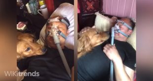 viral anjing nunggu owner pakai ventilator