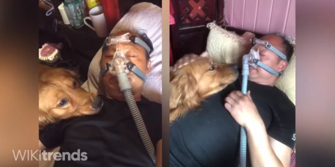 viral anjing nunggu owner pakai ventilator